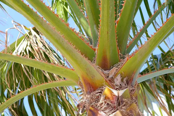 Palme Hintergrund Kopierraum — Stockfoto