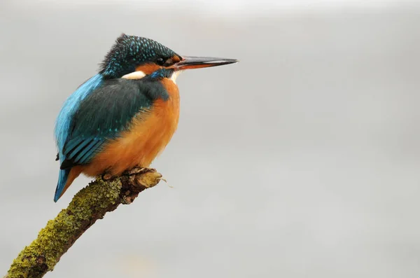 Närbild Kungsfiskare Fågel Vilda Livet — Stockfoto