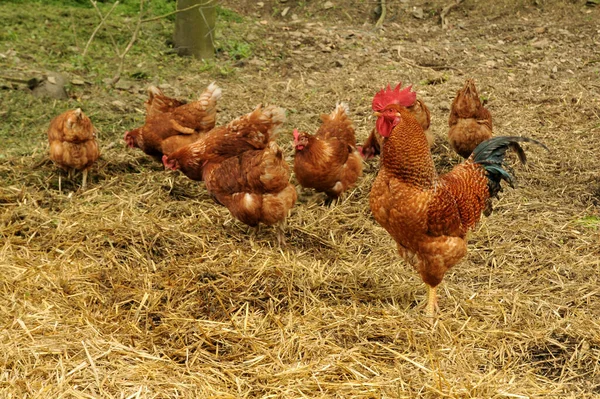 Madárleső Aranyos Madár Vad Természetben — Stock Fotó