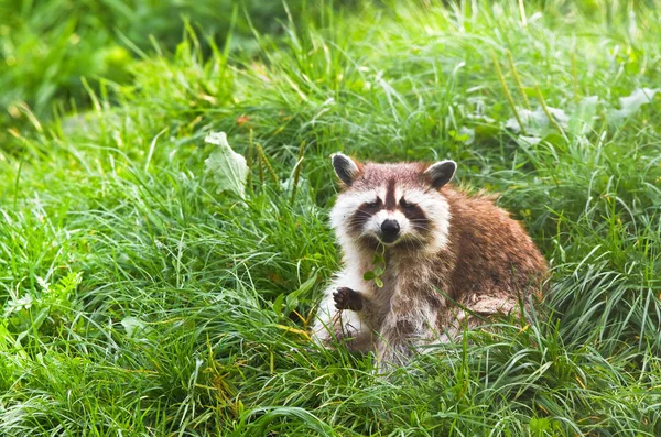 Raccoon Animal Rodent Mammal — Stock Photo, Image