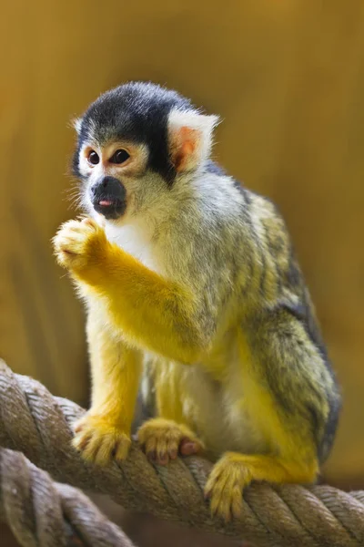 Esquilo Macaco Crânio Sentado Corda — Fotografia de Stock