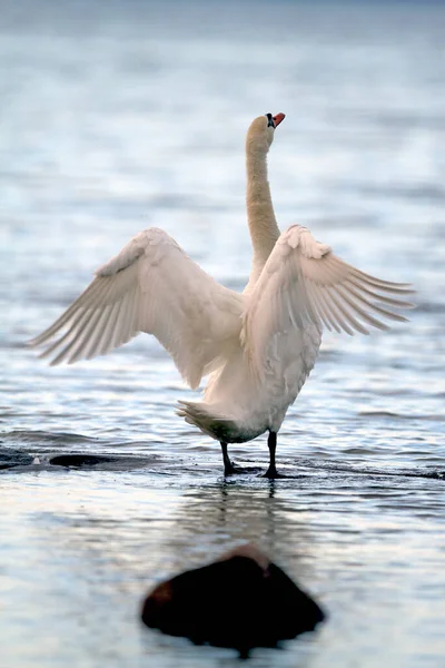 Vista Aswanscenic Cisne Majestoso Natureza — Fotografia de Stock