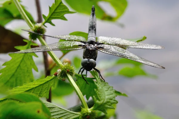 Closeup Macro View Dragonfly Insect — Stock Photo, Image