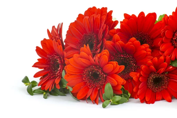 Schöne Gerbera Blumen Auf Dem Hintergrund — Stockfoto