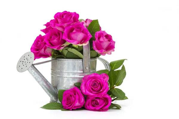 水まき缶でピンクのバラ — ストック写真