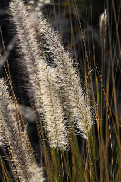 Some Dry Ears Grass Backlight Закате — стоковое фото