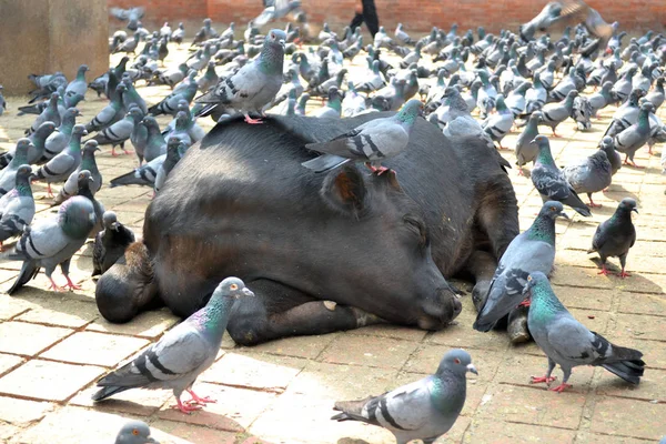 Vacas Palomas Sagradas Durbar Square Katmandú Nepal —  Fotos de Stock