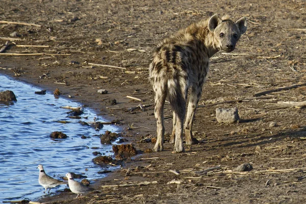 Hyena Στην Άγρια Φύση — Φωτογραφία Αρχείου