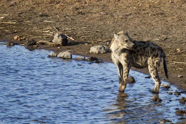 Hyena Στην Άγρια Φύση — Φωτογραφία Αρχείου