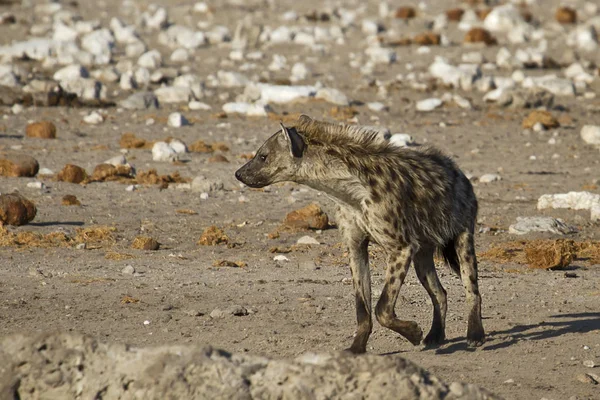 Hyena Στην Άγρια Φύση — Φωτογραφία Αρχείου