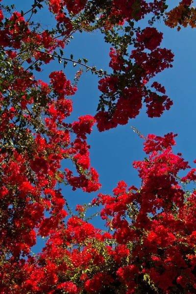 Ácer Vermelho Parque — Fotografia de Stock