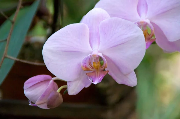 Růžové Okvětní Lístky Orchideje — Stock fotografie
