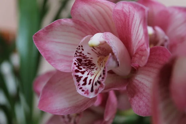 Beautiful Orchid Flower Decorative Plant — Stock Photo, Image
