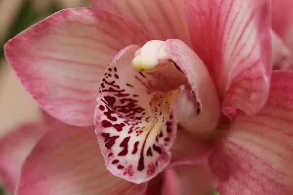 Primavera Orquídea Flores Flor — Fotografia de Stock