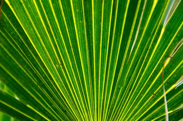 Зелене Пальмове Листя Квіткові Шпалери — стокове фото