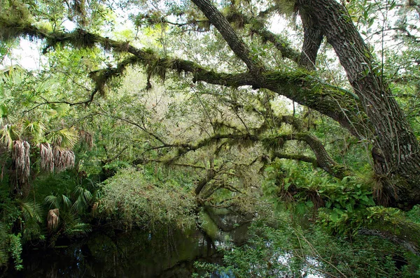 在热带南佛罗里达的一条茂密的沼泽中 橡树被复活的蕨类植物覆盖着 — 图库照片