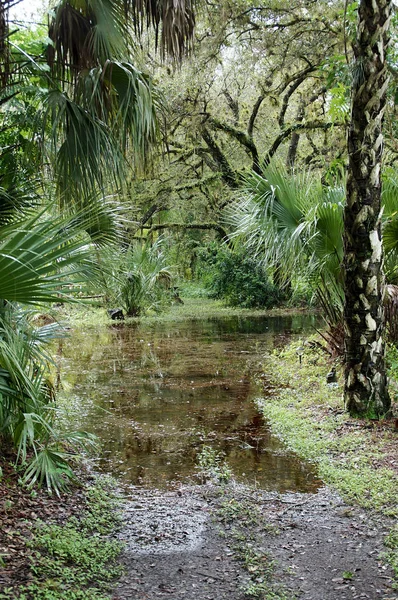 Área Tropical Florida Sul Inundada Após Chuvas — Fotografia de Stock