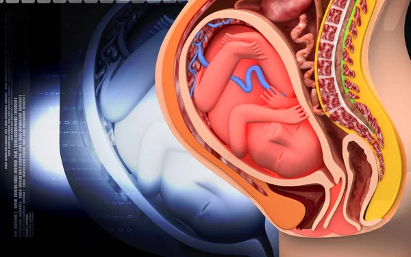 Digitale Illustratie Van Zwangere Anatomie Met Foetus Kleur Achtergrond — Stockfoto