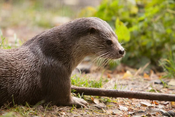 Nutria Animal Rodent Mammal — Stock Photo, Image