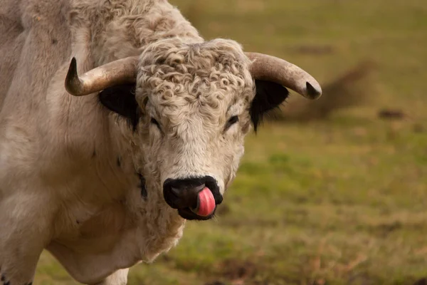 Closeup Cow Wild Nature — Stock Photo, Image