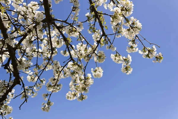 桜の花が咲く — ストック写真