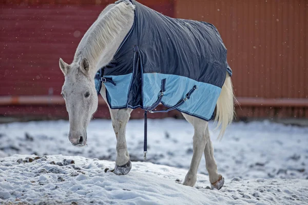 Kůň Venku Přikrývce — Stock fotografie