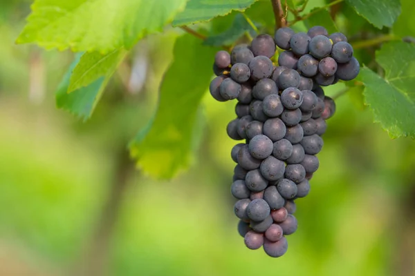 Dojrzałe Winogrona Niebieskie Winorośli Jesienią — Zdjęcie stockowe