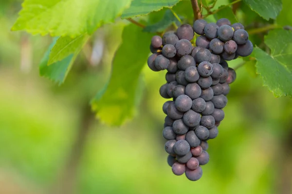 Raisin Bleu Mûr Sur Une Vigne Automne — Photo