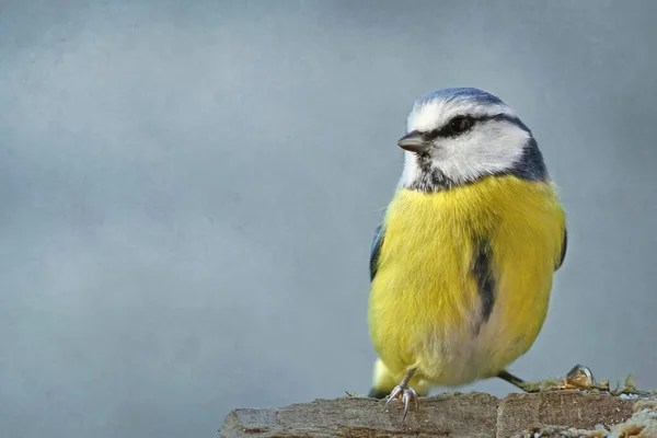 Blue Tit Cyanistes Caeruleus Syn Parus Caeruleus —  Fotos de Stock