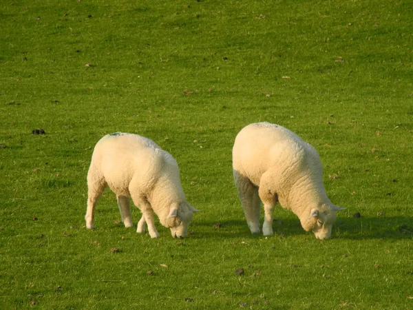 Domácí Ovce Pastvině — Stock fotografie
