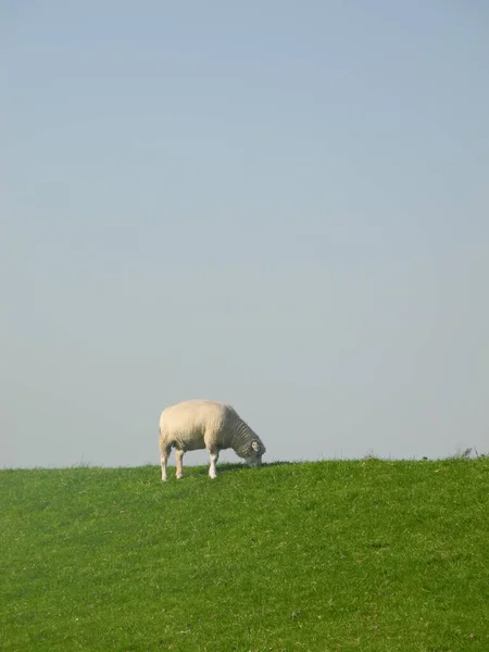 Moutons Sur Une Digue — Photo