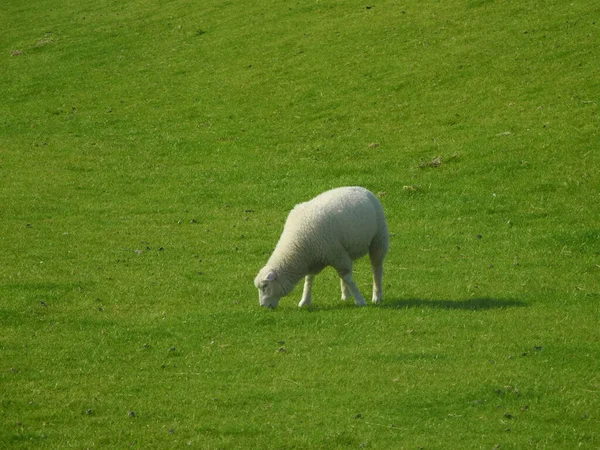 Moutons Sur Une Digue — Photo