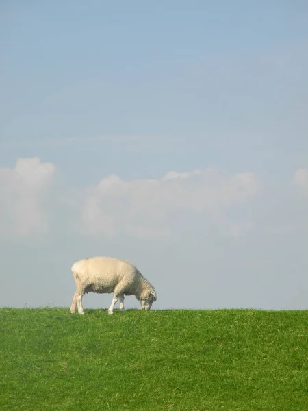 Moutons Sur Une Digue — Photo