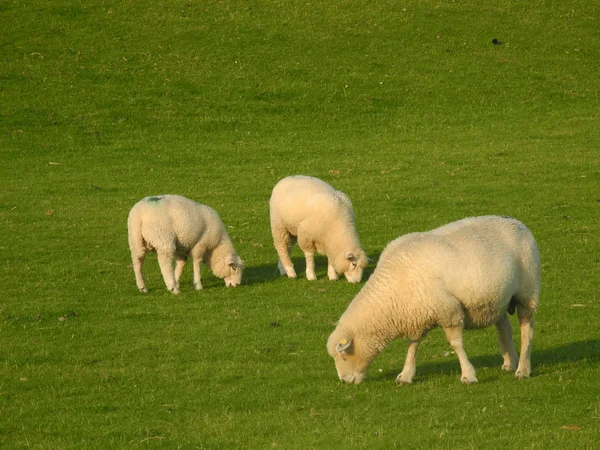 Ovinos Animales Cordero — Foto de Stock