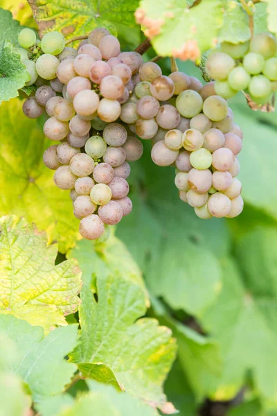 Een Rijpe Groene Druif Een Wijnstok Herfst — Stockfoto