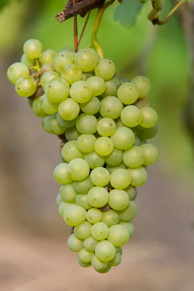 Raisin Vert Mûr Sur Une Vigne Automne — Photo