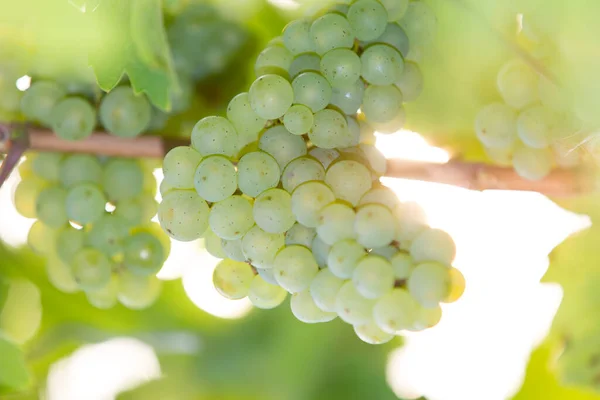 Ripe Green Grape Vine Autumn — Stock Photo, Image