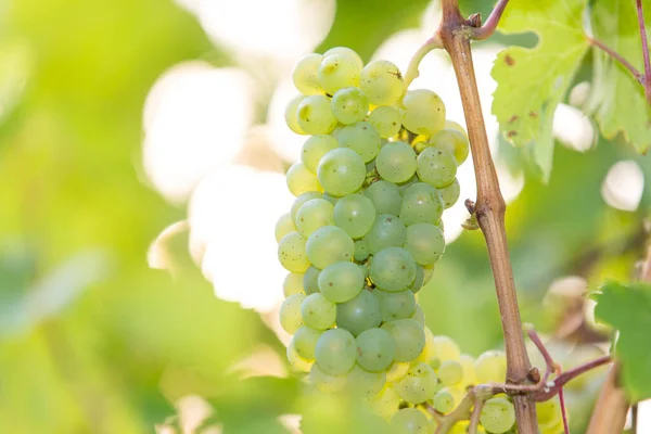 Raisin Vert Mûr Sur Une Vigne Automne Dans Rétroéclairage — Photo