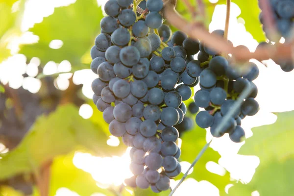 Raisin Bleu Mûr Sur Une Vigne Automne Lumière Jour — Photo