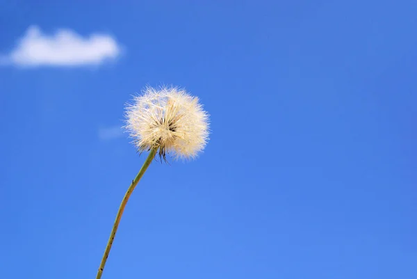 Bocksbart Västra Salsify — Stockfoto