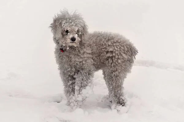 プールの毛皮の上の雪玉は — ストック写真