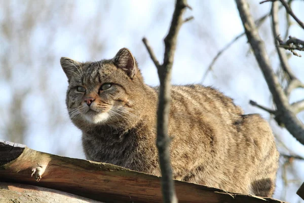 Європейська Дика Кішка Або Лісовий Кіт — стокове фото