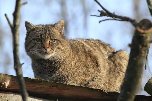 Європейська Дика Кішка Або Лісовий Кіт — стокове фото