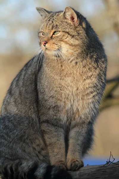 Europäische Wildkatze Oder Waldkatze — Stockfoto