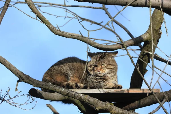 Gato Selvagem Gato Floresta Europeu — Fotografia de Stock