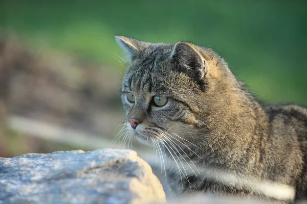 Europäische Wildkatze Oder Waldkatze — Stockfoto