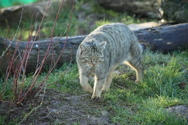Dziki Kot Europejski Lub Kot Leśny — Zdjęcie stockowe