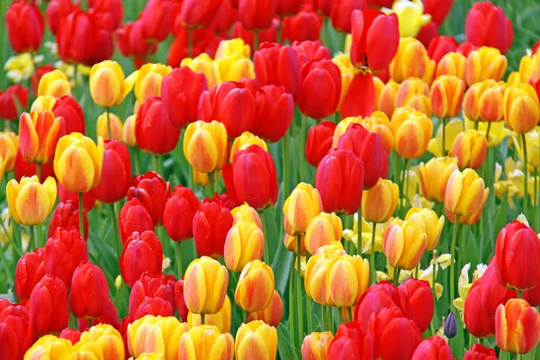 Červené Žluté Tulipány — Stock fotografie
