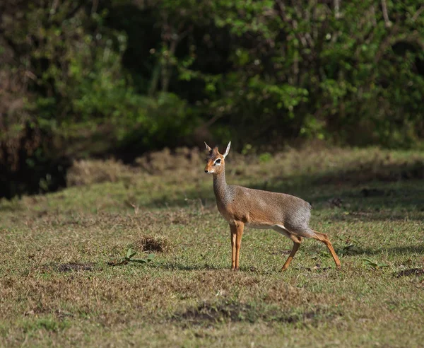 Vrouwelijke Kirk Dik Dik Masai Mara Kenia — Stockfoto