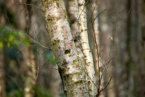 Ağaçlık Alanda Kışın Gümüş Huş Ağacı Gövdesi — Stok fotoğraf